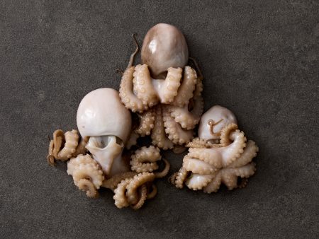 Wild-Caught Berrima Baby Octopus Online Sale